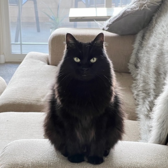 rykittie